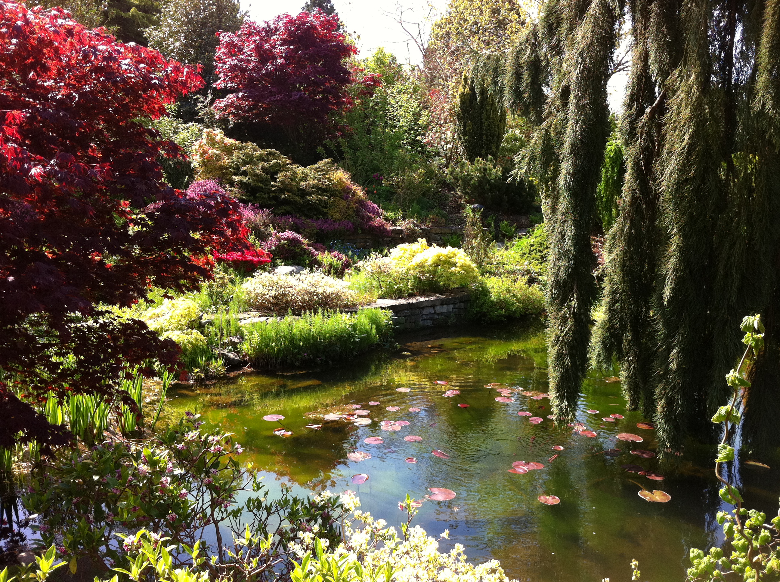 Water lilies  and marginal plants support the life in the ponds.
