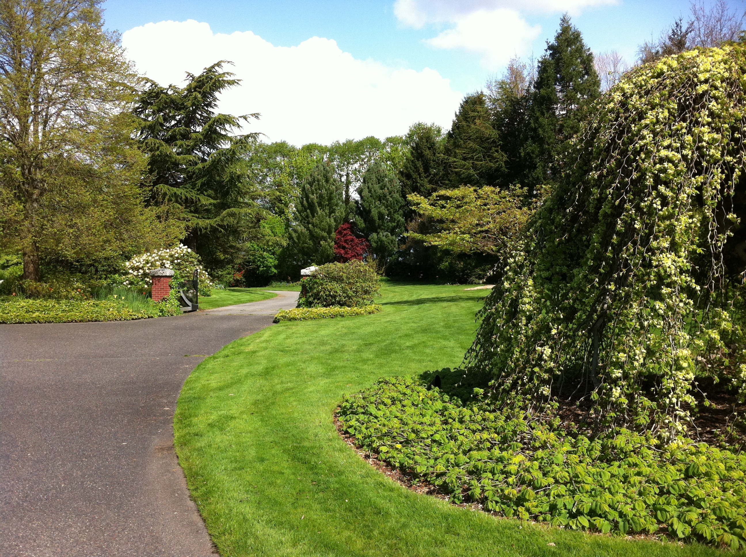 A weeping elm stands alone in a field.