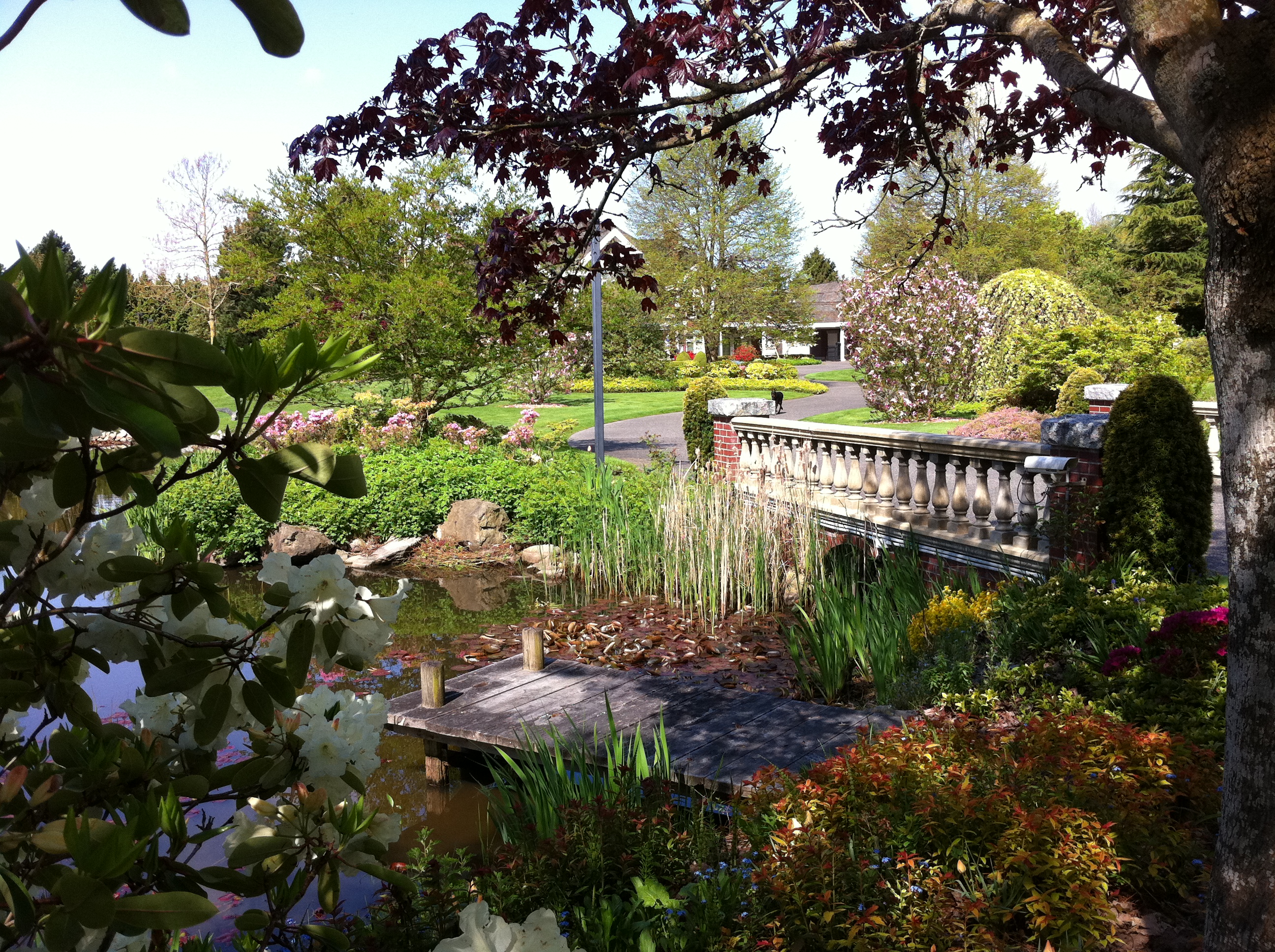 A healthy pond on a spring day.