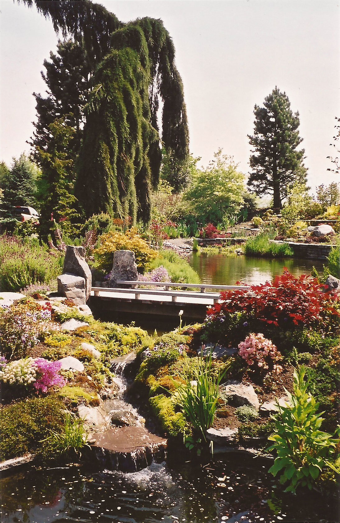A foot bridge crosses one of the many small water courses.  Native wetland plants make the garden look like it belongs in the surrounding river delta marshlands.